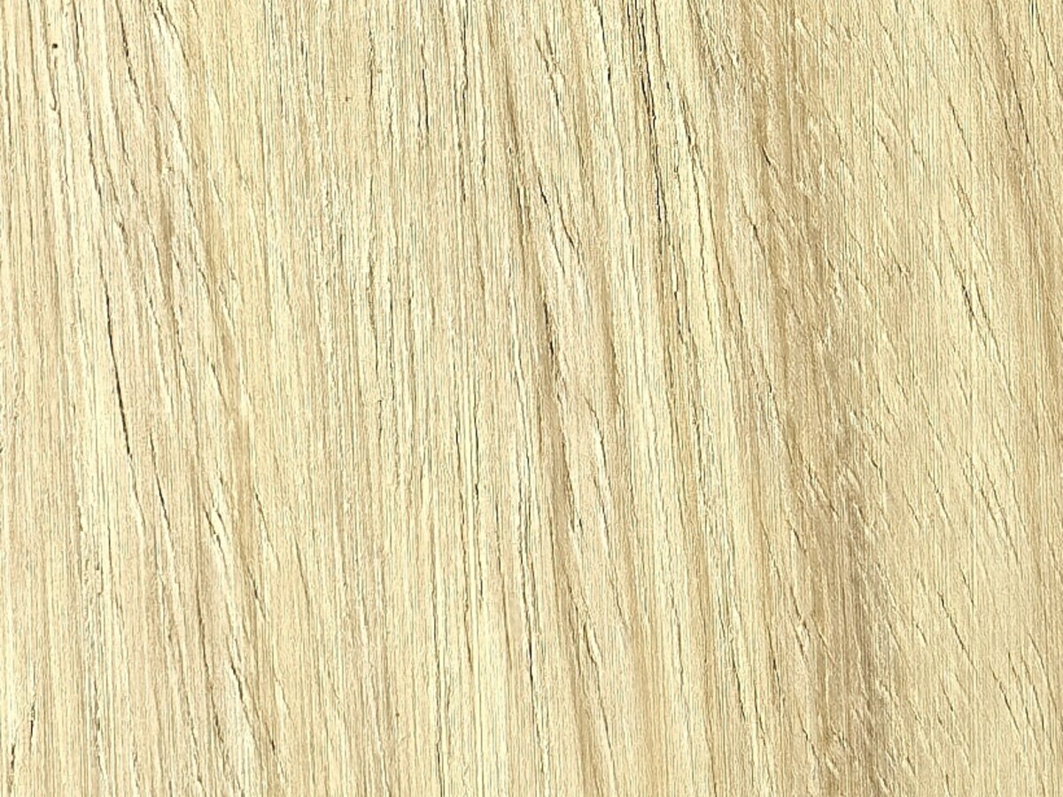 绿柄桑 Iroko